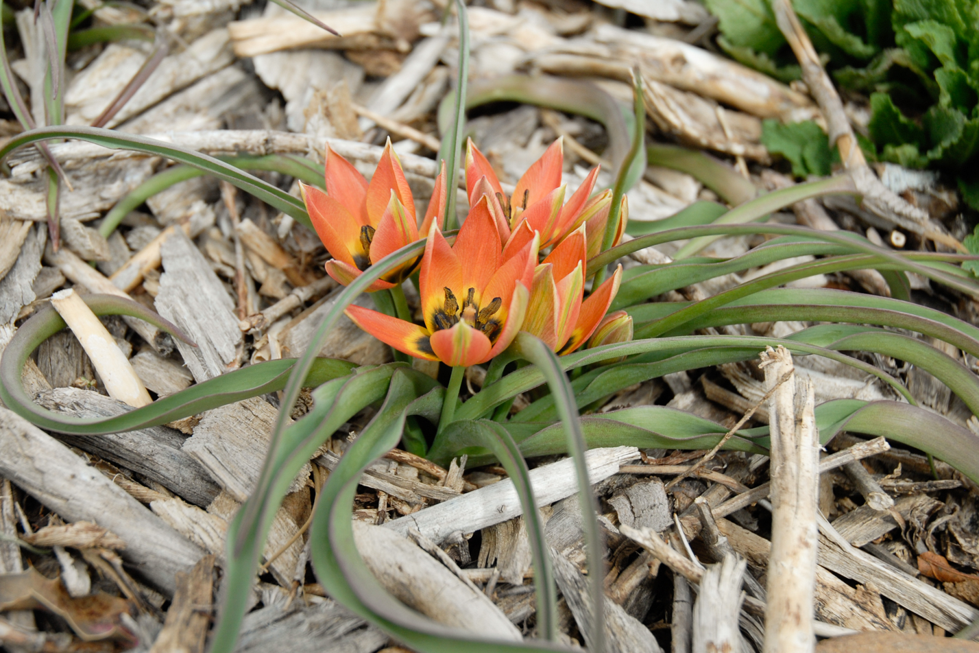 Little Princess Wildflower Tulip